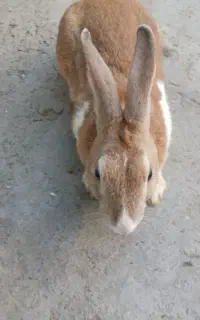 خرگوش بزرگ نر