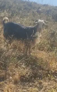 بز،بزغاله،میش،بره