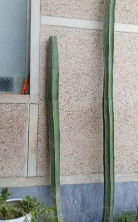 گل و گیاه کاکتوس