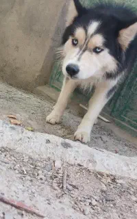 سگ پیدا شده