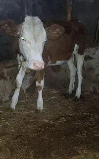 گاو و گوساله سیمینتال