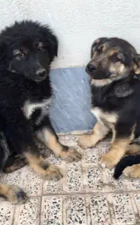 دوتا توله سگ ژرمن قدریجونی و پاکوتاه فروش و معاوضه