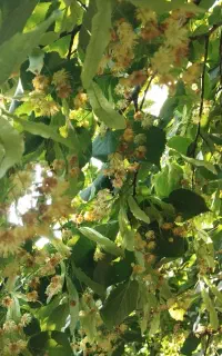 عسل نمدار بدون تغذیه