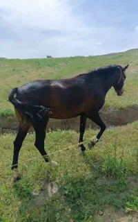 اسب اصیل کرد سه به چهار سن