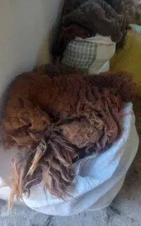 پشم گوسفند رنگی کیلویی فقط 15 هزار تومان