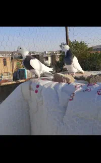 یه جفت طوقی. پشتار. سبز