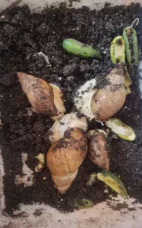 ۴ عدد حلزون