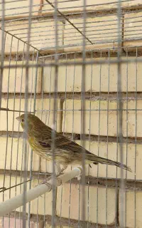 انگشتر و قناری