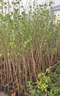 درخت فندق نهال فندق