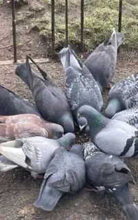 زیل کبوتر