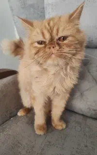 گربه سوپر فلت