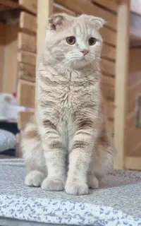 گربه ماده