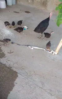 بوقلمون با 8عددجوجه