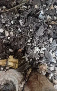 فروش کود کبوتری