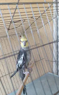 عروس هلندی سخنگو