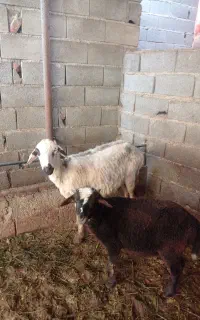 گوسفند داشتی مادر بابره نر