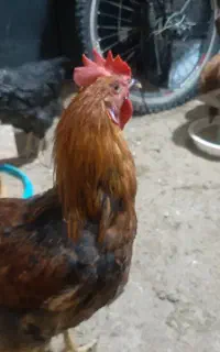 جوجه ومرغ