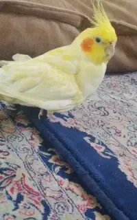 عروس هلندی