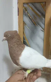 کبوتر کله زرد پرتقالی نر