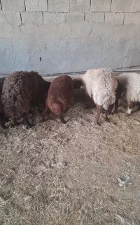 بر پای پروار