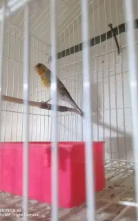 سه قنار  ی