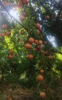 فروش انار دونه سیاه خان برا علی پور