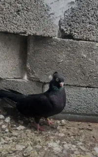 سیا گم کردم مادست