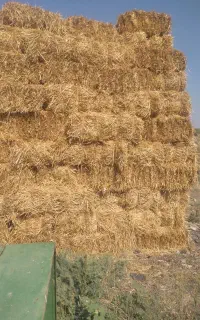 پریس جو