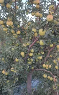 راهنمایی