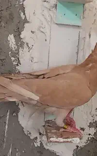 جوانه زرد و سرخ کاکلی ذات سار