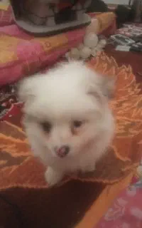 سگ مینیاتوری کاملا سلامت و فضول