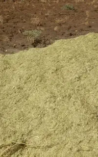 علف ( سوزه ) دانه ورد