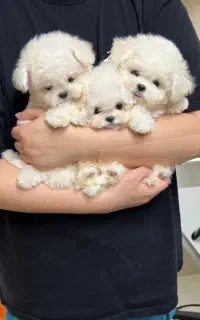 مالتیز کراس