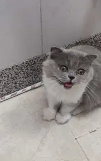 بچه گربه میکس اسکاتیش هیمالین