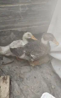 یک جفت اردک