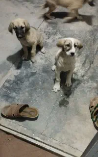 4عدد توله