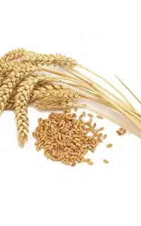 گندم پیشگام آبی