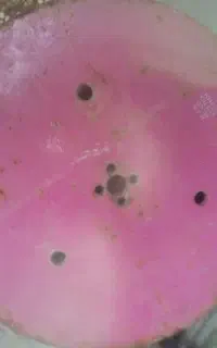 گرد بر