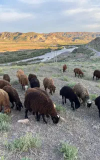 بره نر دشتی