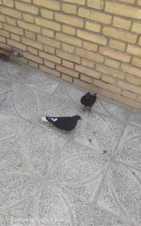 کبوتر گمشده
