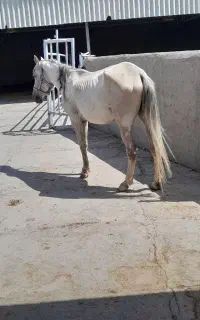 فروشی