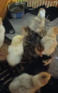 جوجه بوقلمون محلی جوجه اردک محلی