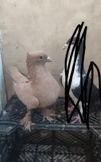 ماده زرد کاکلی
