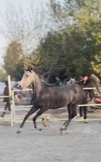مادیان ۳ساله کرد
