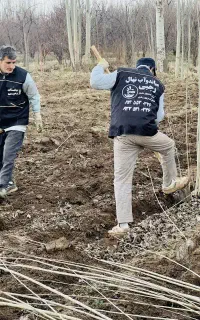 مشکل کم آبی نداری نهال صنوبر بکار