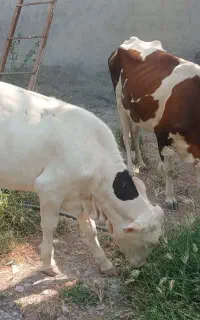 فروش گاوباگوساله