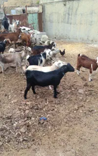 تعداد۸۰راس بز جوان ابست