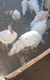 بوقلمون گوشتی