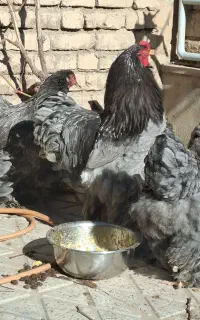 تخم مرغ برهما بلو