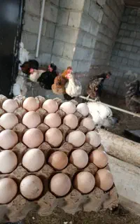 مرغ محلی تخمگذار جوان